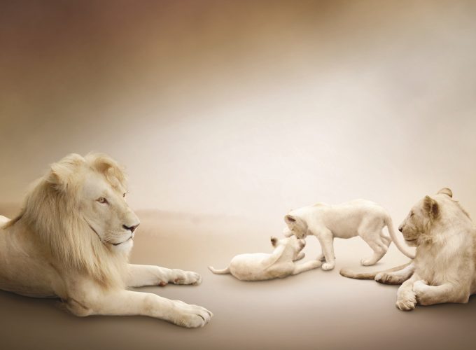 Wallpaper White lion, Lion Family, white background, Animals 323886187
